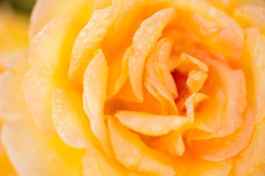 çiçek açan Sarı Gül