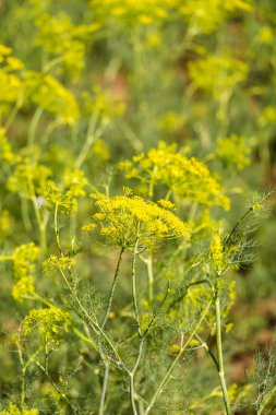 Sebze Bahçe suskunsun