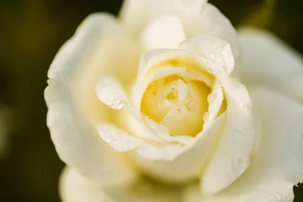 Virágzó rózsa — Stock Fotó