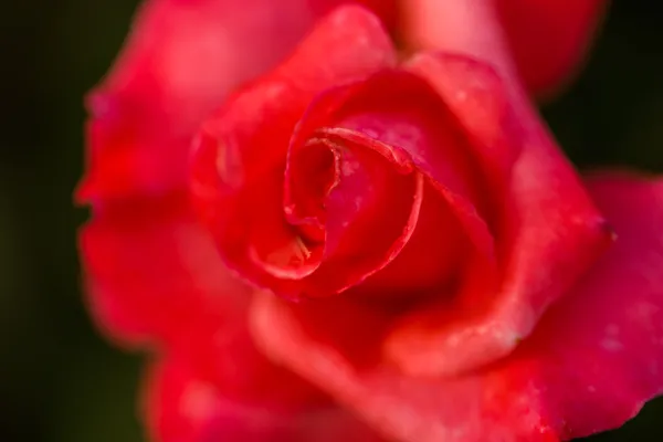 Rosa florescente — Fotografia de Stock