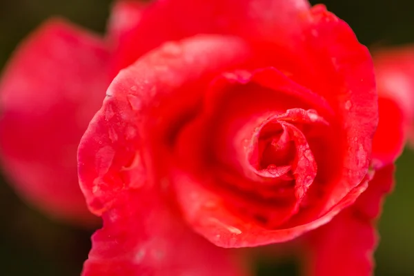 Blühende Rose — Stockfoto