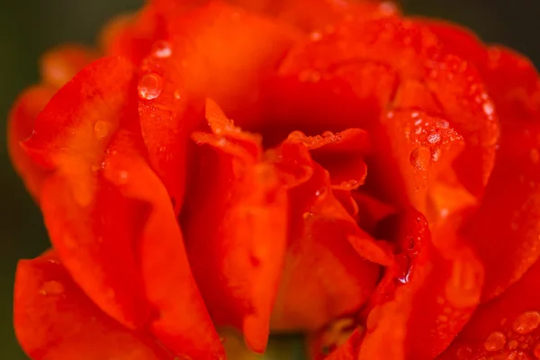 Çiçek açan gül — Stok fotoğraf