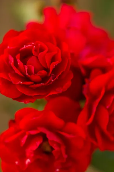 Blühende Rose — Stockfoto