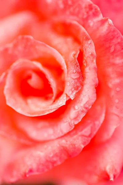 Blommande Rosa Ros — Stockfoto