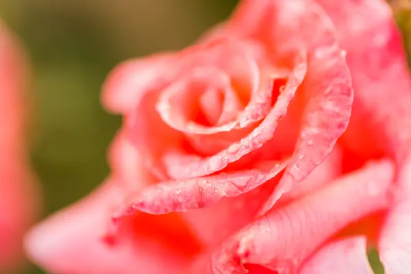 Розпусканні рожеві троянди — стокове фото