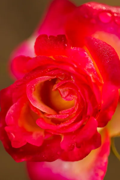 Blühende Rose — Stockfoto