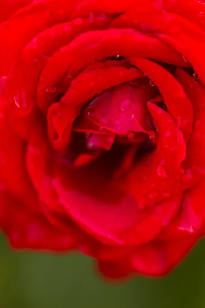 Rosa florescente — Fotografia de Stock