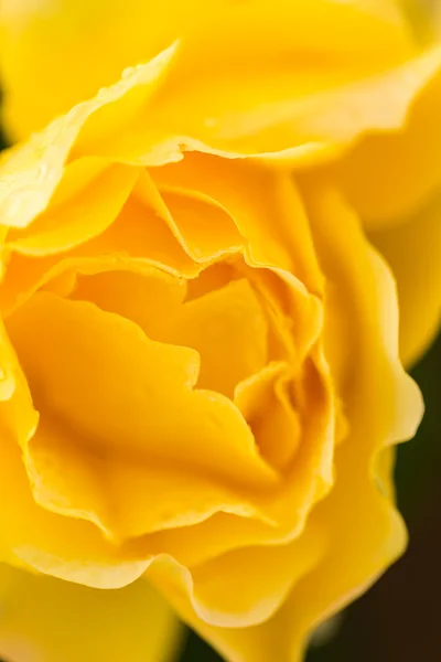 Floração rosa amarela — Fotografia de Stock