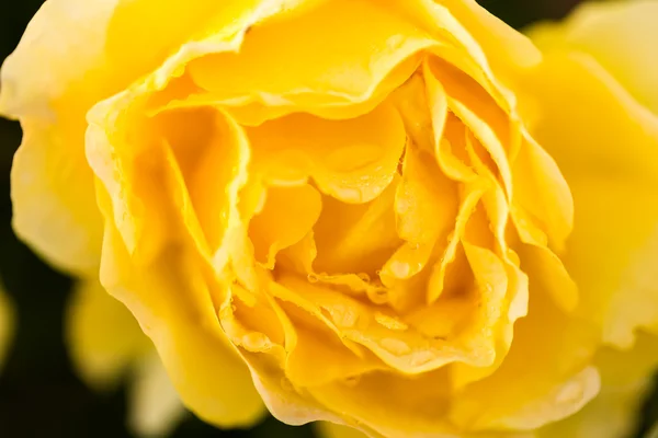 Floração rosa amarela — Fotografia de Stock