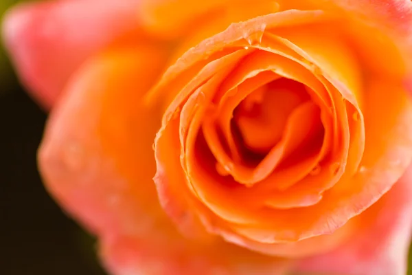 Floração rosa amarela — Fotografia de Stock