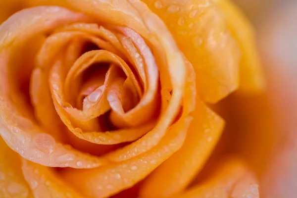 Квітучий жовта троянда — стокове фото
