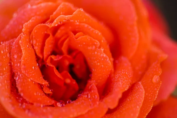 Blomstrende rose - Stock-foto