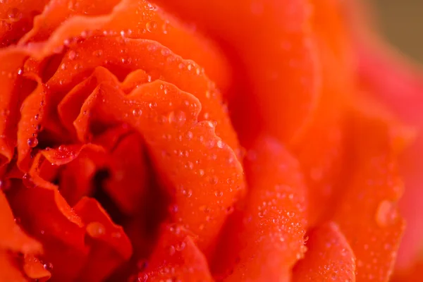 Rosa florescente — Fotografia de Stock