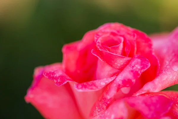 Virágzó rózsaszín rózsa — Stock Fotó