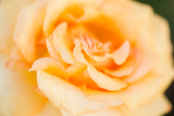 Rosa gialla in fiore — Foto Stock