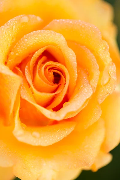 Virágzó Sárga Rózsa — Stock Fotó