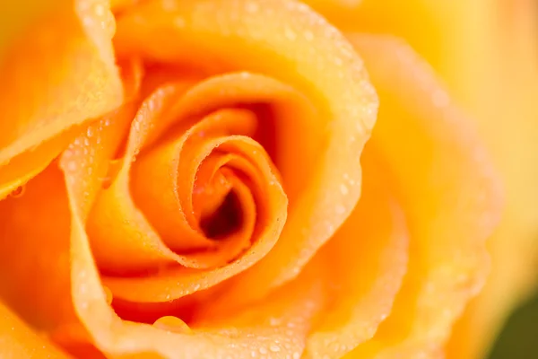 Цветущая жёлтая роза — стоковое фото