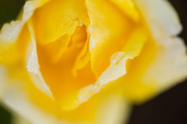 Rozkvetlé žluté růže — Stock fotografie