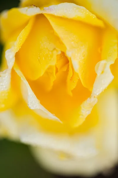 Floração rosa amarela — Fotografia de Stock