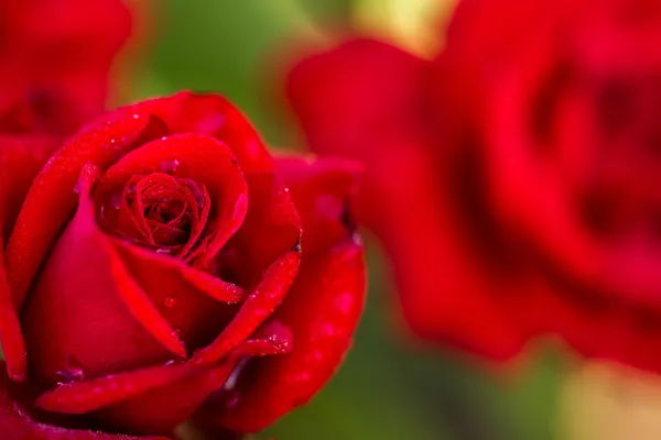 Rosas em flor — Fotografia de Stock
