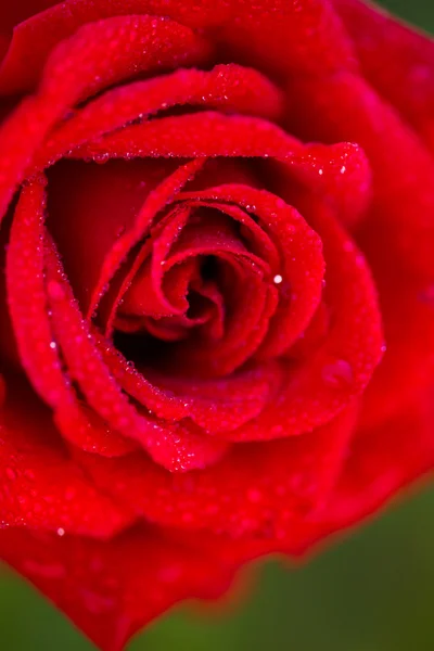 Blommande ros — Stockfoto