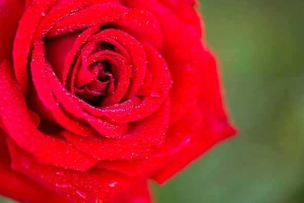 Róża kwitnąca — Zdjęcie stockowe