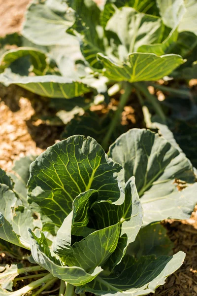 Gemüsegarten — Stockfoto