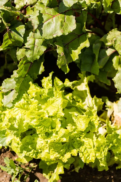 Vegetable garden — Stock Photo, Image