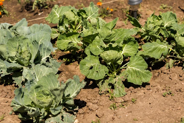 Gemüsegarten — Stockfoto