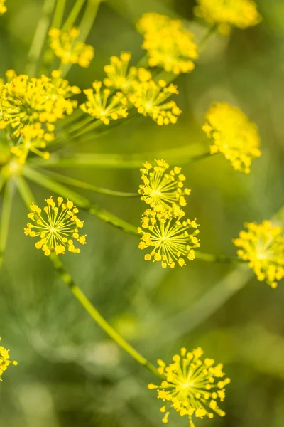 Zeleninové zahrady dillweed — Stock fotografie