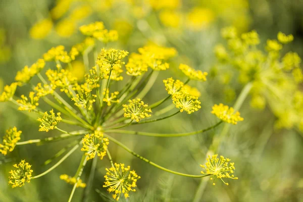 Warzywny ogród dillweed — Zdjęcie stockowe