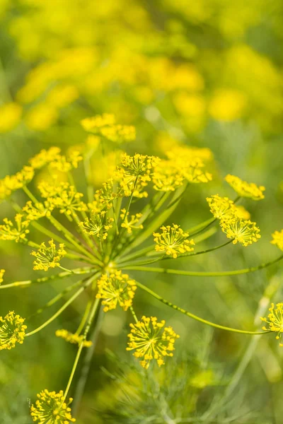 Warzywny ogród dillweed — Zdjęcie stockowe