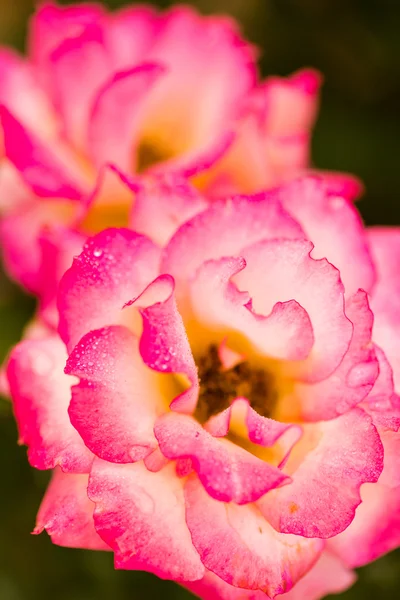 Blommande Rosa Ros — Stockfoto