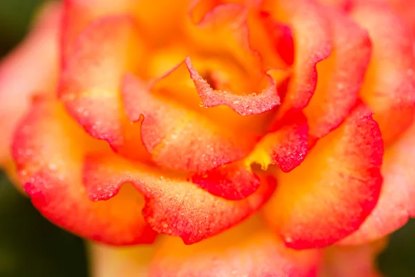 Blühende Rose — Stockfoto