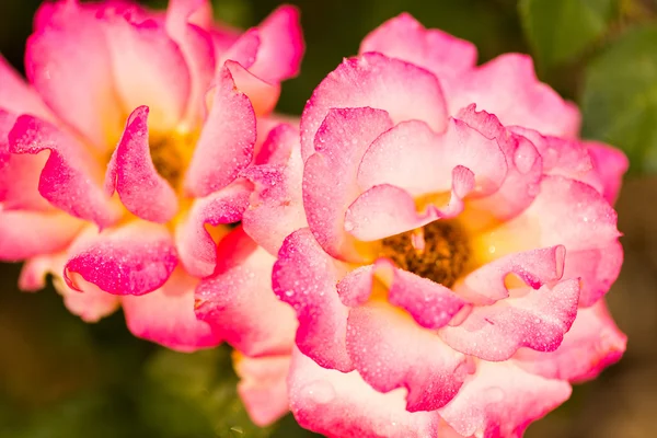 Цветущая розовая роза — стоковое фото