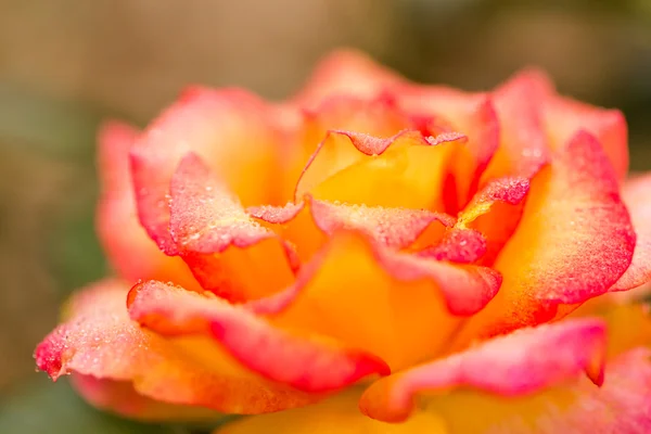 Róża kwitnąca — Zdjęcie stockowe