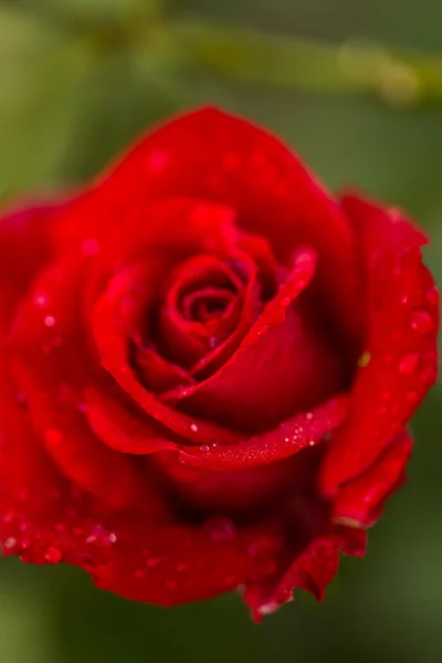 Bloeiende roos — Stockfoto
