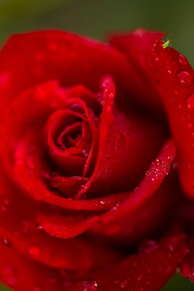 Ανθισμένο τριαντάφυλλο — Φωτογραφία Αρχείου