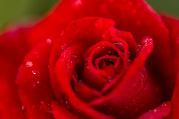 Rosa floreciente —  Fotos de Stock