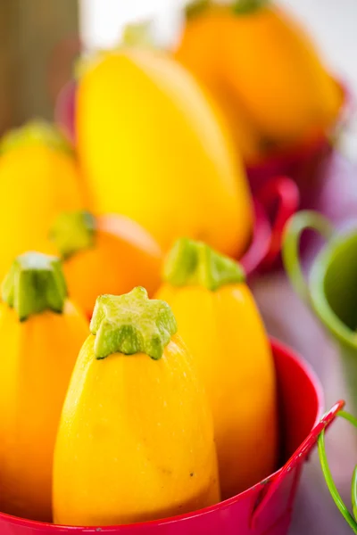 Fresh produce pumpkin — Stock Photo, Image