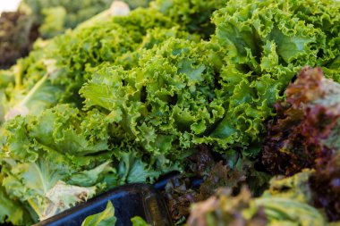 topluluk bahçe lahana