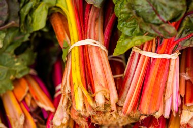 ravent taze üretmek