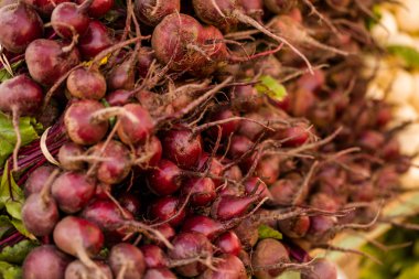 taze üretmek pancar