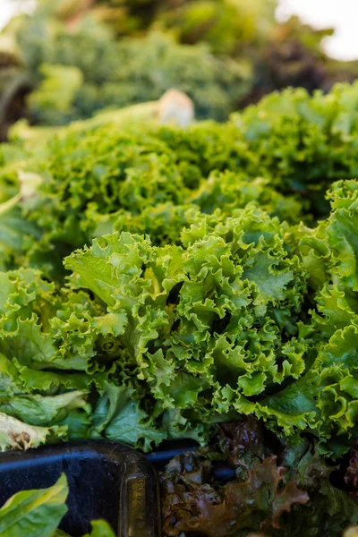 Community garden cabbage — Stock Photo, Image