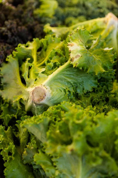 Community garden cabbage — Stock Photo, Image