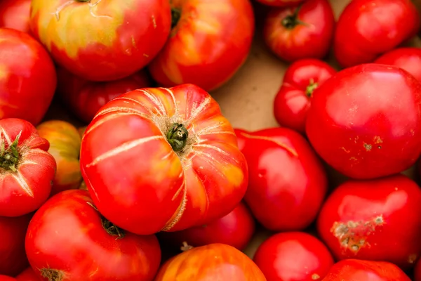 Tomates de produtos frescos — Fotografia de Stock