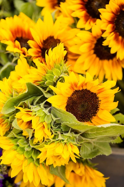 Sonnenblumen aus nächster Nähe — Stockfoto