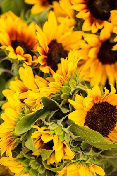 Sonnenblumen aus nächster Nähe — Stockfoto