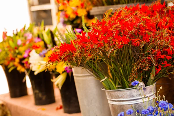 Flores frescas cortadas — Foto de Stock