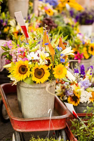 Girasoles frescos — Foto de Stock